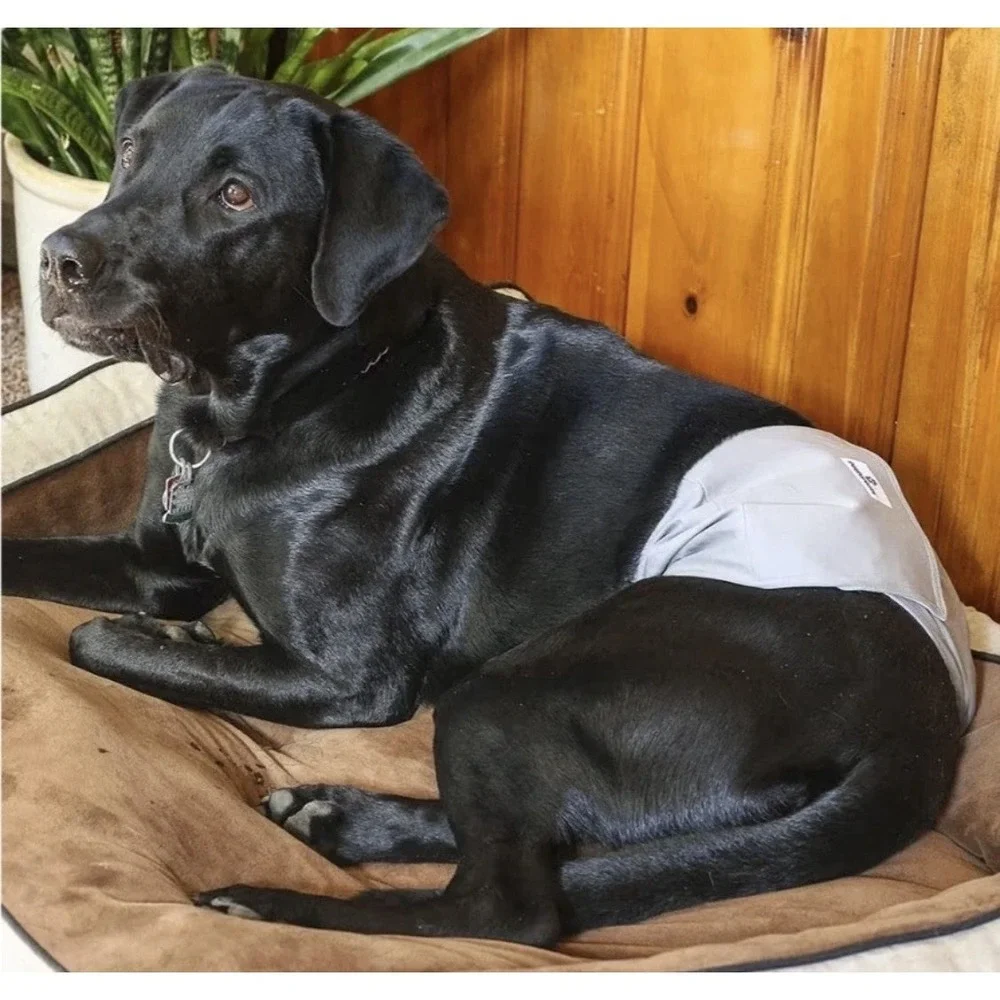 Pet Parents Premium Washable Belly Bands for‎ Male Dogs 3 Pack Medium 16